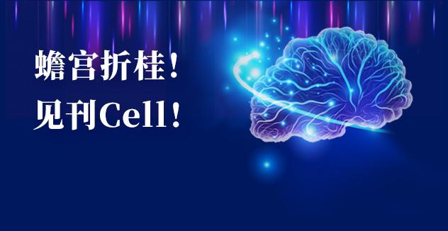 Cell项目文章 | 中国科学家解码人脑多区域时空发育奥秘！